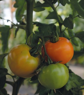 Bifftomat Orange Wellington F1