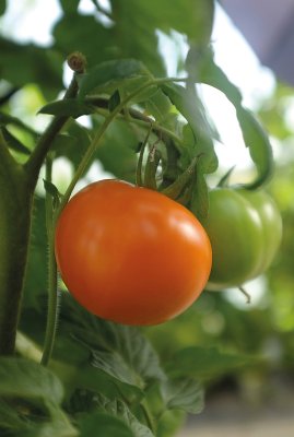 Bifftomat Orange Wellington F1