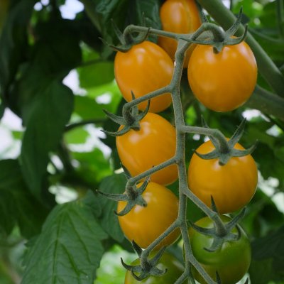 Plommontomat Krebs Honey Plum F1