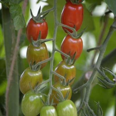 Solanum lycopersicum Krebs Linea F1
