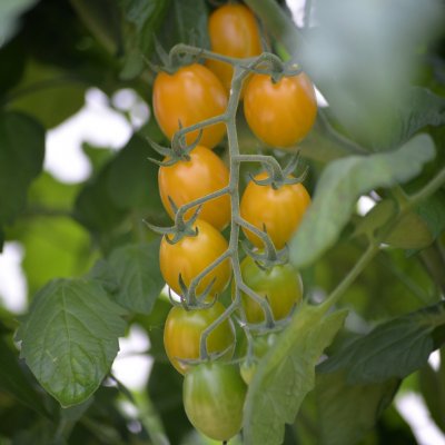 Plommontomat Krebs Mandarina F1