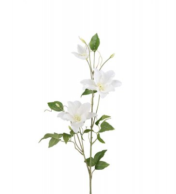 Clematis Vit 85cm