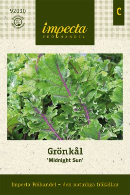 Kål, Grön-, Midnight Sun