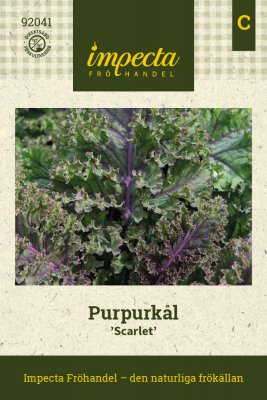 Purpurkål Scarlet