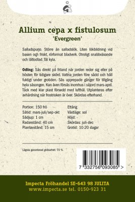 Lök, Pip-, 'Evergreen'