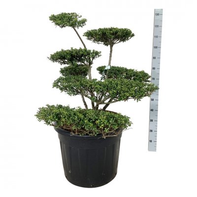 Ilex crenata Convexa