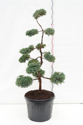 Himalayaen Bonsai
