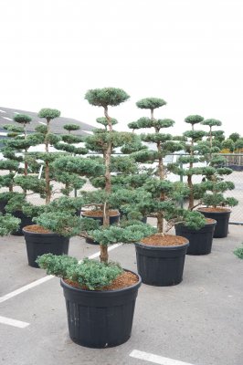 Blyertsen Bonsai