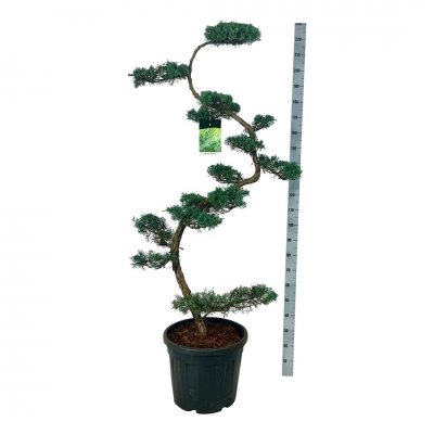Blyertsen Bonsai