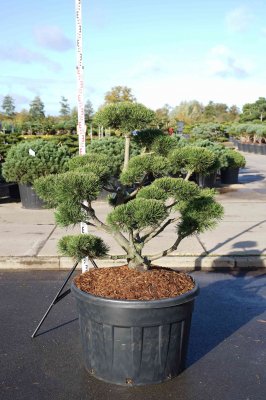 Bergtall Bonsai