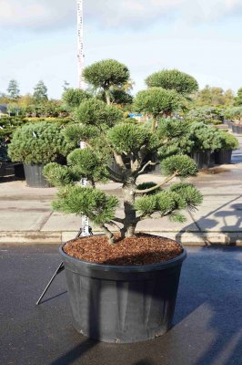 Bergtall Bonsai