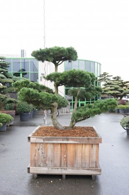 Bergtall Bonsai