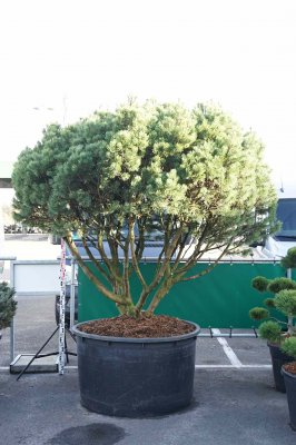 Pinus mugo Mops