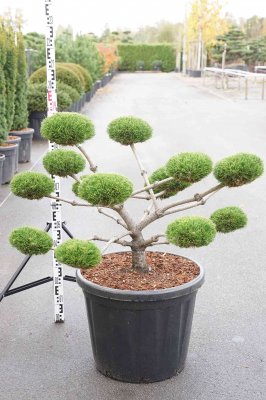 Svarttall Bonsai