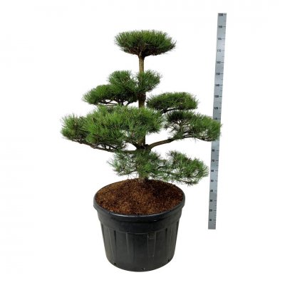 Svarttall Bonsai