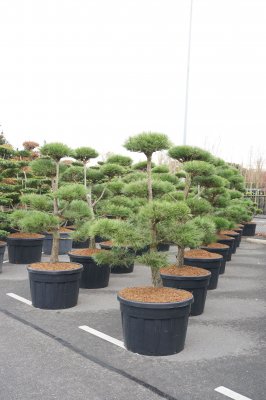 Svarttall Bonsai