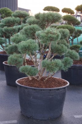 Skogstall Bonsai