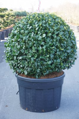 Prunus laurocerasus Ani ®