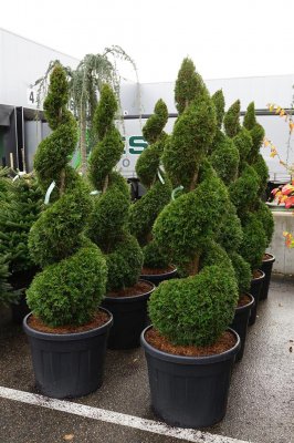 Thuja occidentalis Smaragd