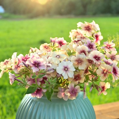 Flox, Sommar-, Cherry Caramel