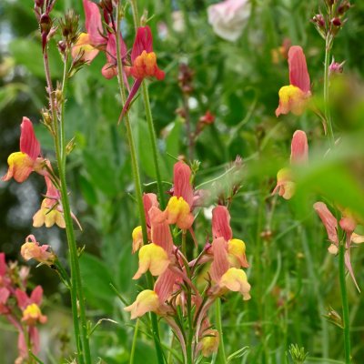 Färgsporre Licilia Peach