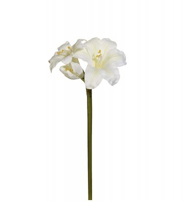 Amaryllis Vit 35cm