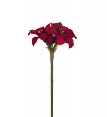 Amaryllis Röd 35cm