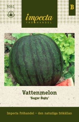 Melon, Vatten-, Sugar Baby