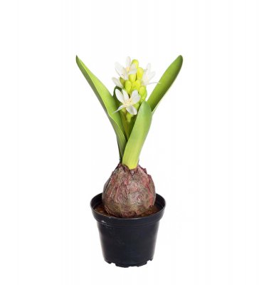 Hyacint 20cm Vit