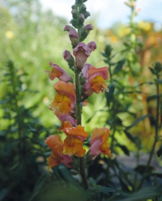 Lejongap, Opus Early Bronze F1