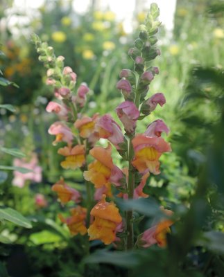 Lejongap, Opus Early Bronze F1