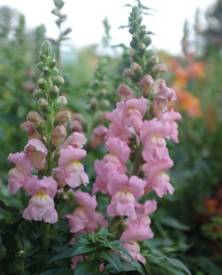 Lejongap, Opus Pink F1
