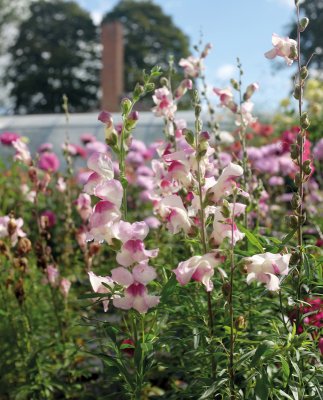 Lejongap, Lucky Lips