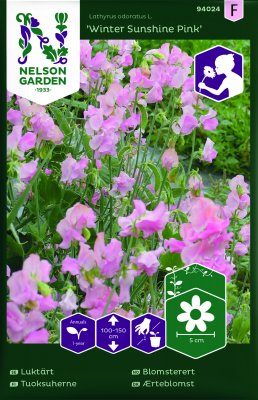 Luktärt Winter Sunshine Pink