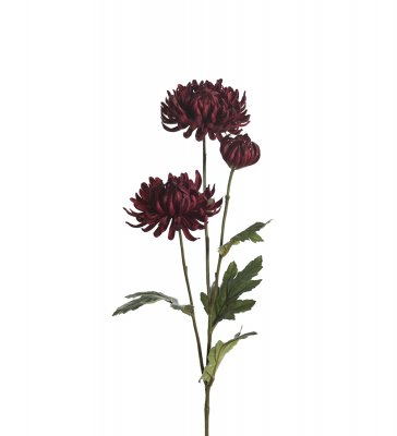 Chrysanthemum Röd 60cm