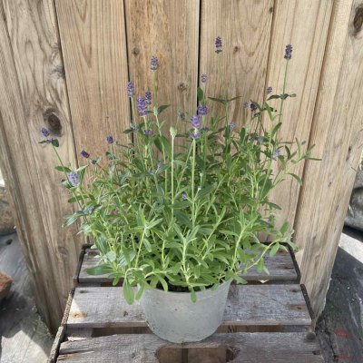 Lavandula angustifolia Hidcote Blue
