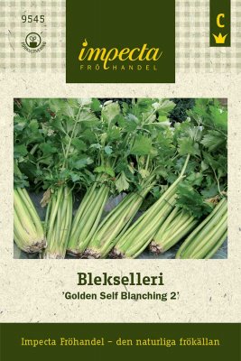 Selleri, Blek-, Golden Self Blanching 2
