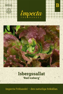 Sallat, Isbergs-, Red Iceberg