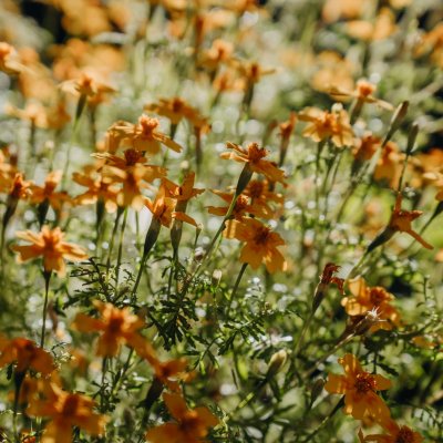 Tagetes, Liten, Lemon Star