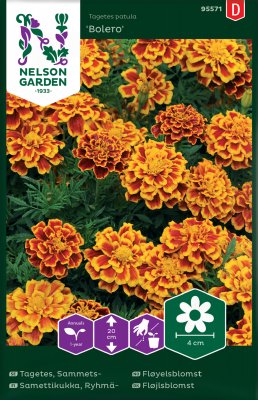 Tagetes, Sammets-, Bolero