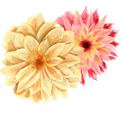 Dahlia, Sommar-