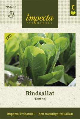 Sallat, Bind-, 'Tantan', Ekologisk