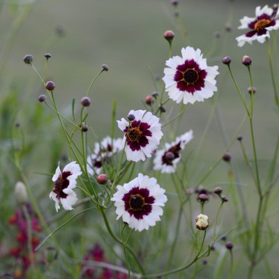 Tigeröga Incredible! Swirl