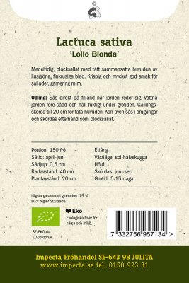 Sallat, Batavia-, 'Lollo Bionda', Ekologisk