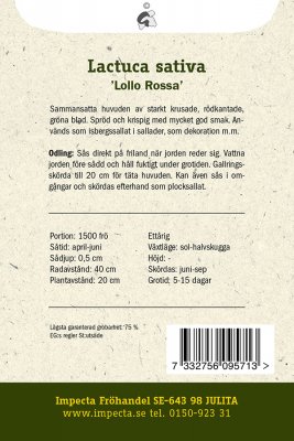 Sallat, Batavia-, Lollo Rossa