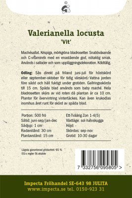 Sallat, Vinter-/Maché-, 'Vit'