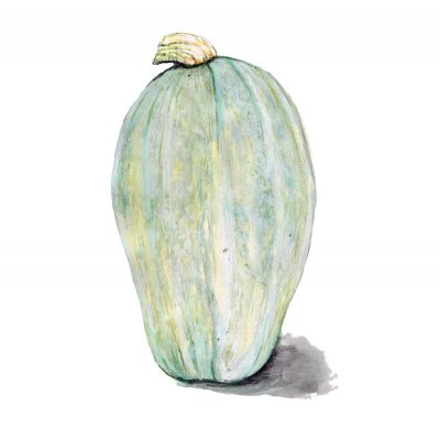 Squash, Vinter-, Yakima Marblehead