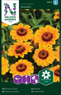 Zinnia, Guld-, Soleado