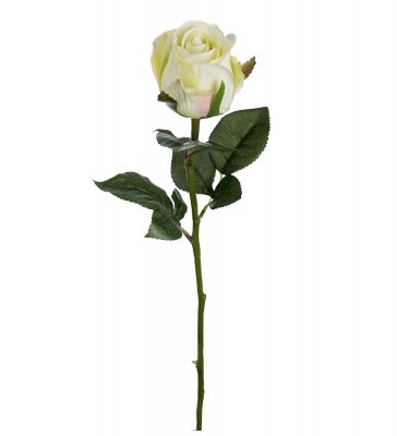 Ros Vitgrön 50cm