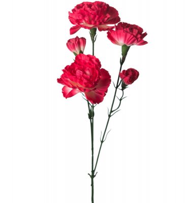 Elegansnejlika Mörkrosa 65cm